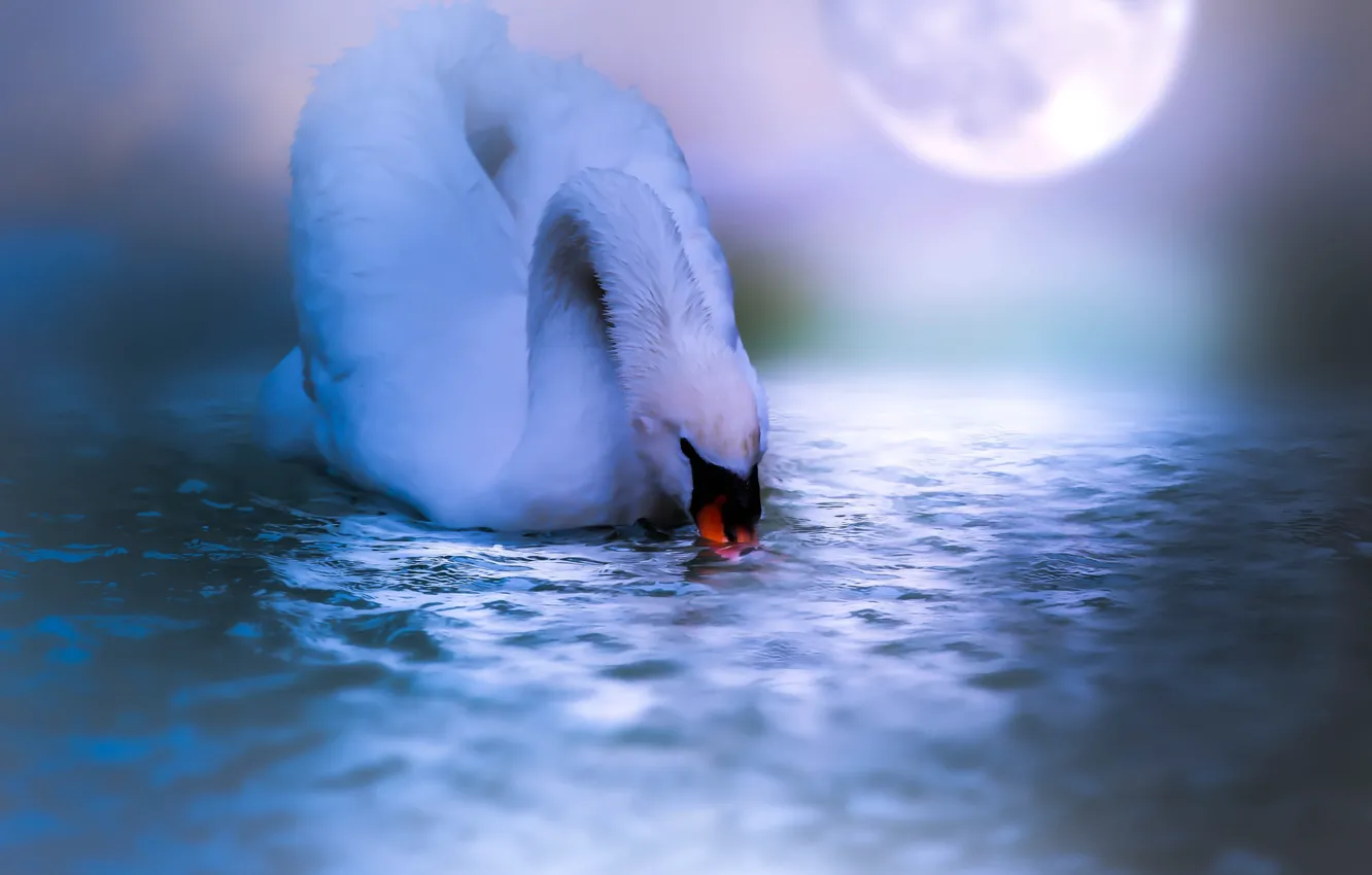 Photo wallpaper water, night, bird, the moon, swans, Thai Phung