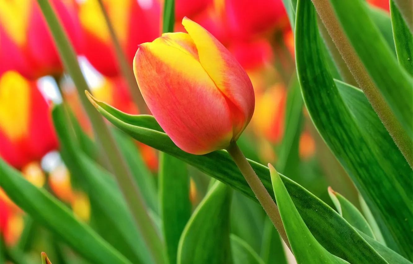 Photo wallpaper red, tulips, buds
