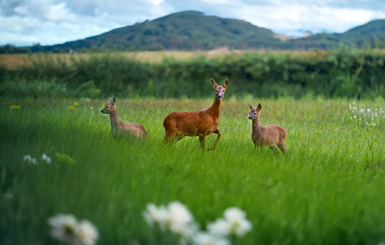 Photo wallpaper field, look, nature, pose, deer