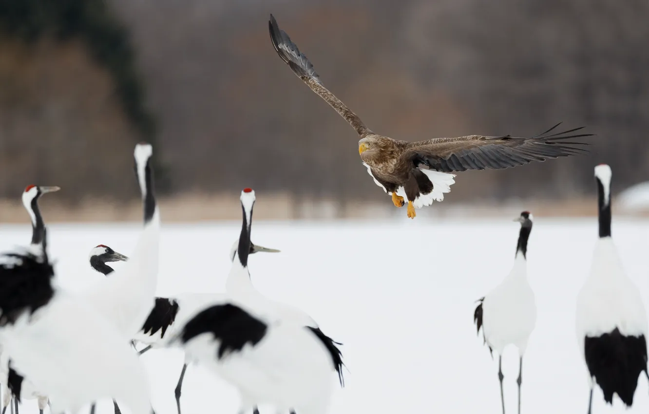 Photo wallpaper flight, bird, predator, plaque, Air-raid alarm, air RAID