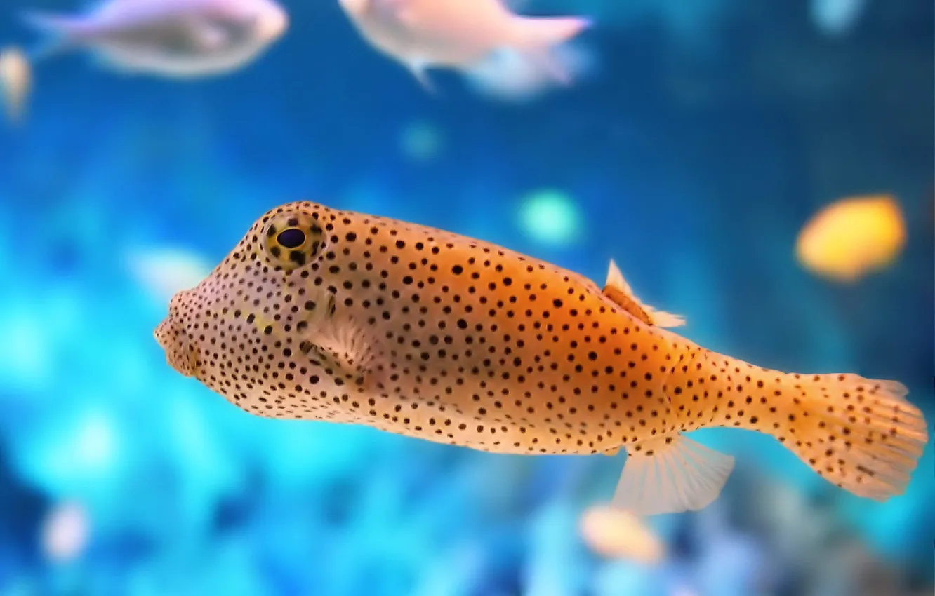 Photo wallpaper fish, point, Aquarium