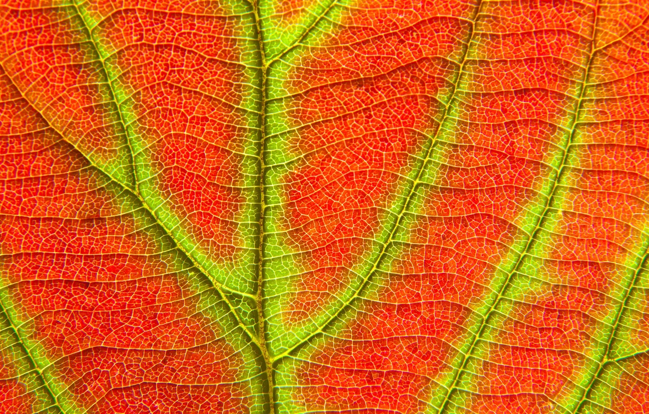 Photo wallpaper autumn, nature, sheet, texture