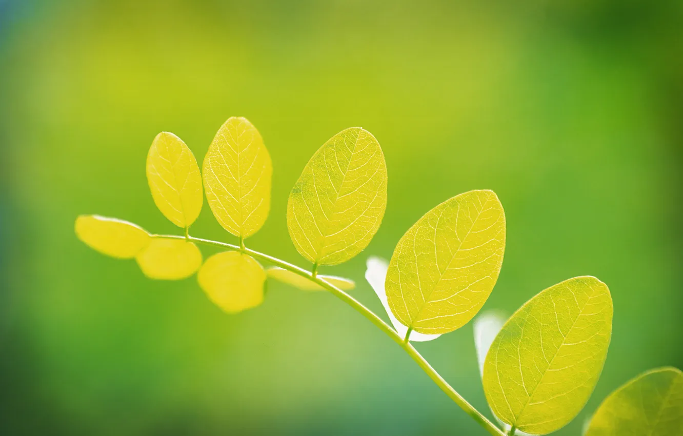 Photo wallpaper greens, leaves, macro, spring, leaves, leaf, summer leaves