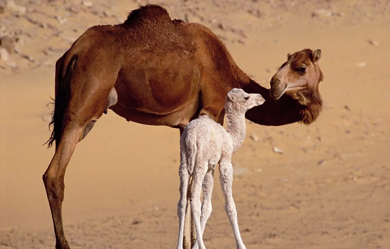 Photo wallpaper desert, kid, camel