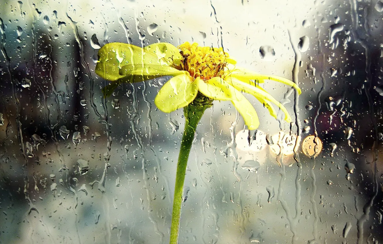 Photo wallpaper glass, drops, flowers, rain