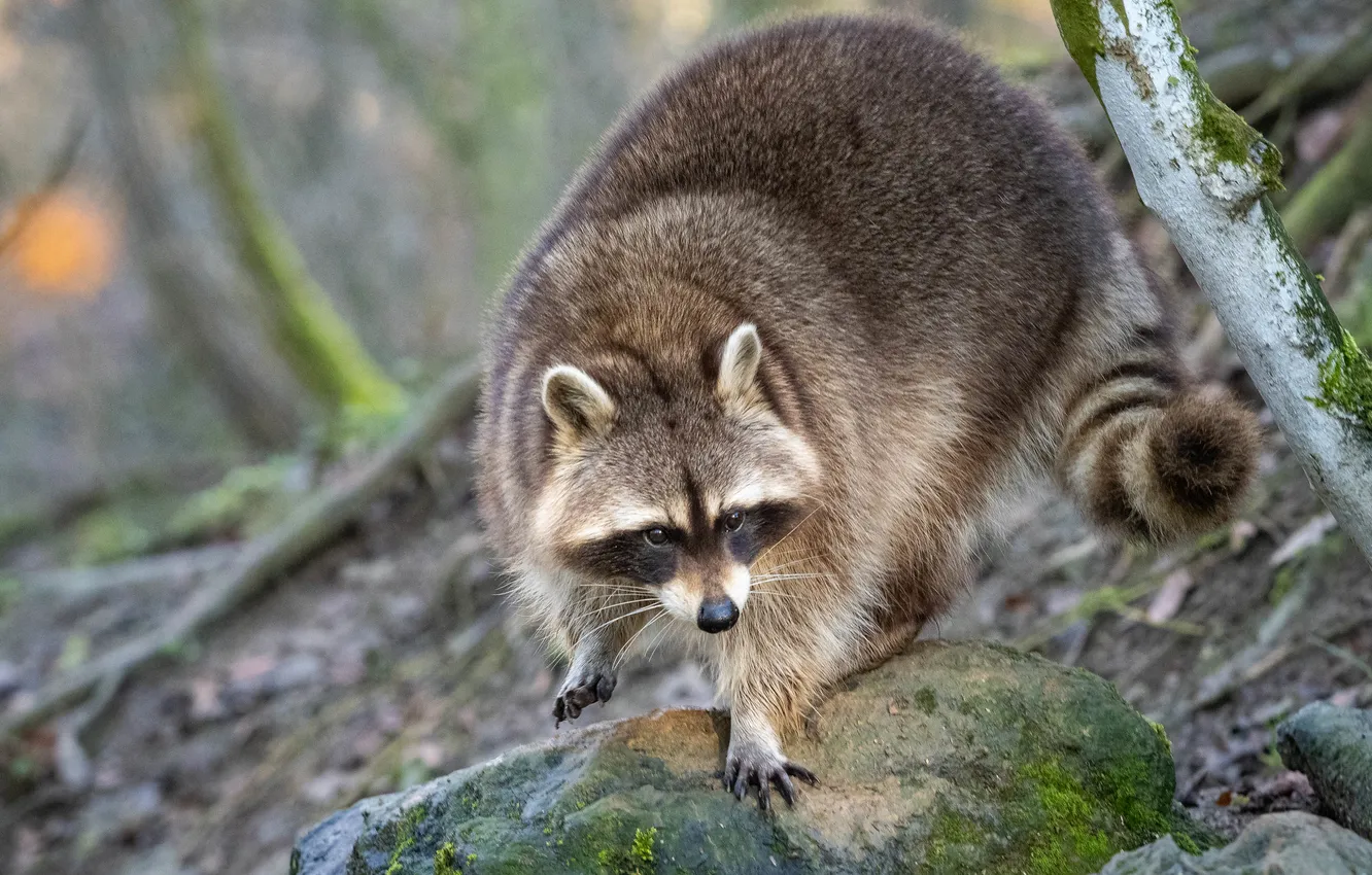 Photo wallpaper stones, pose, look, slope, raccoon, jump, bokeh, face