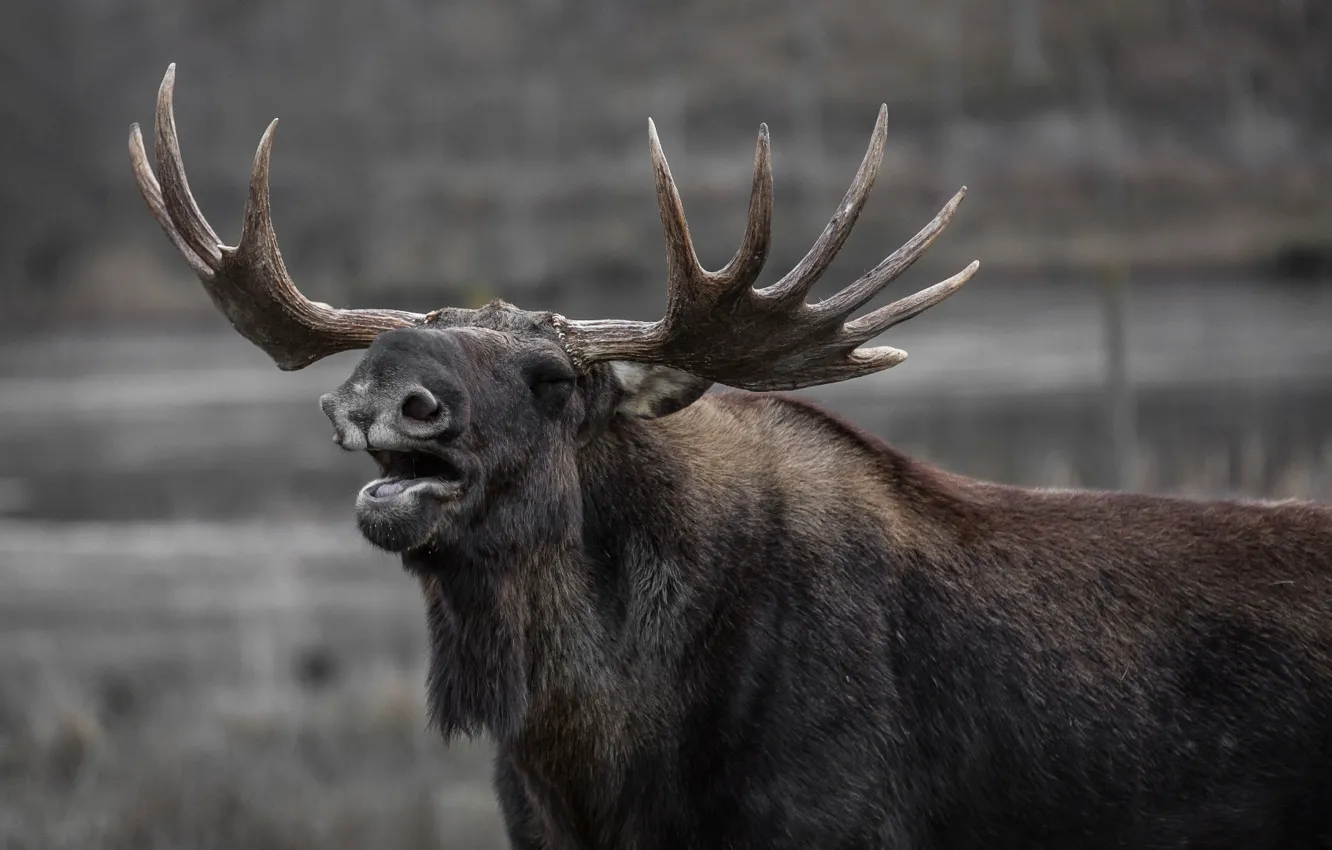 Photo wallpaper animal, wildlife, yawns, gray Moose during daytime, horned, bull elk