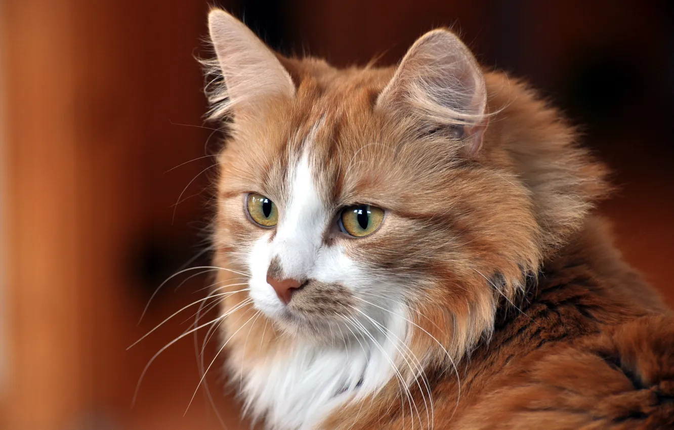 Photo wallpaper cat, look, house
