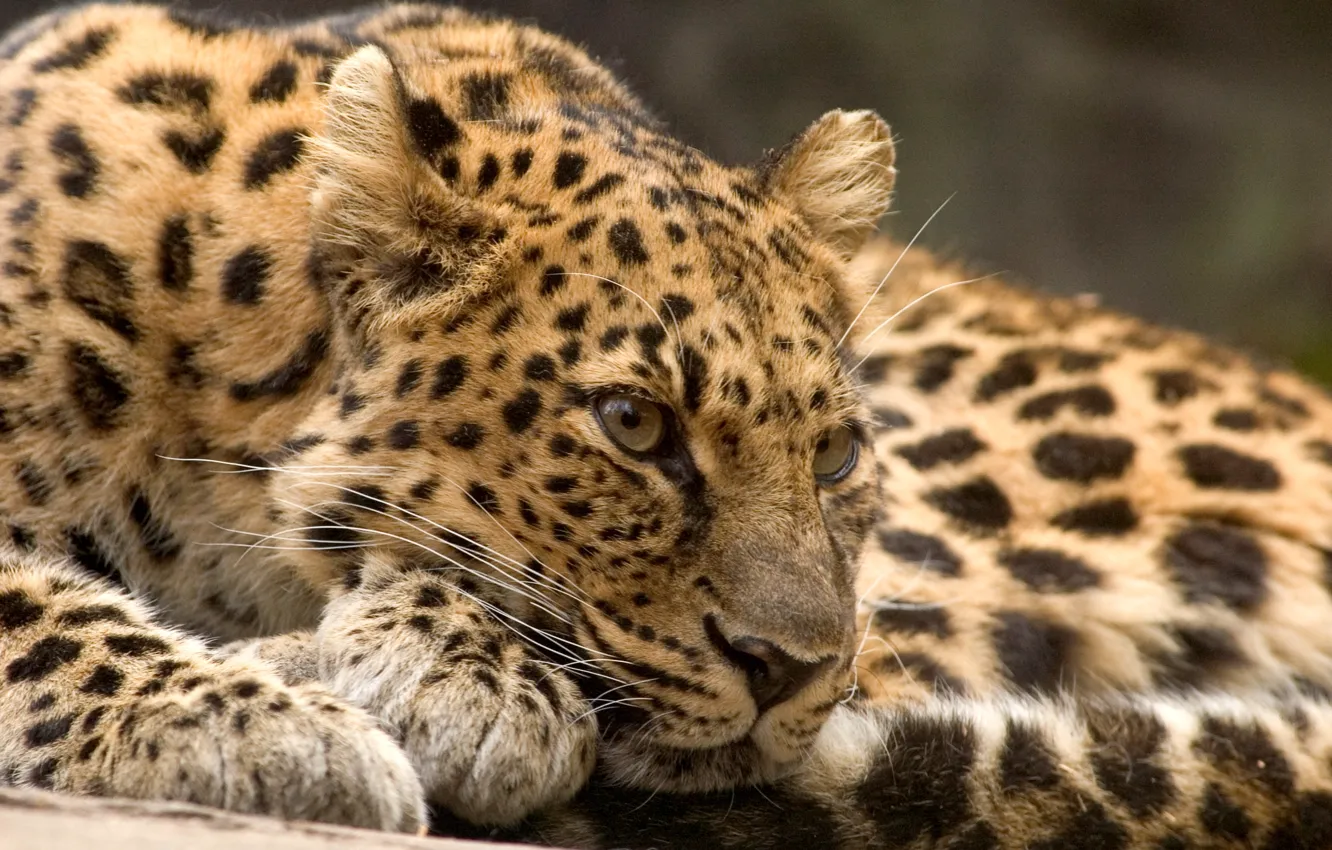 Photo wallpaper cat, stay, predator, leopard, beast, view