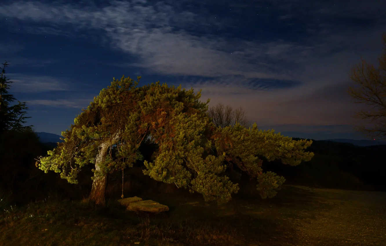 Photo wallpaper the sky, trees, the evening
