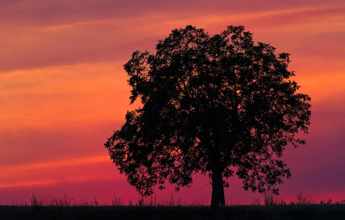 Photo wallpaper the sky, trees, sunset, silhouette