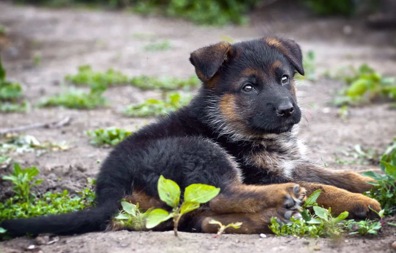 Photo wallpaper each, dog, German shepherd
