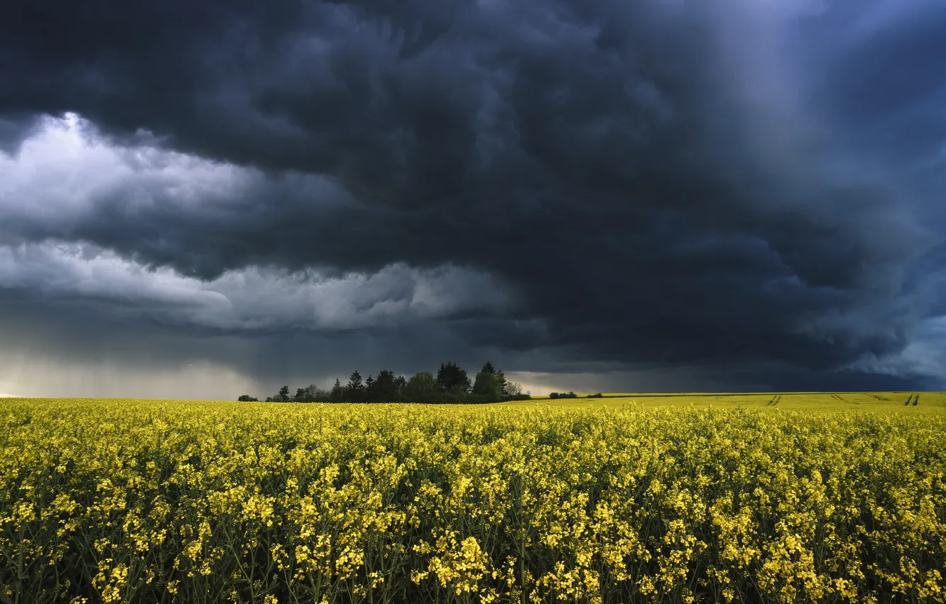 Photo wallpaper the storm, field, forest, the sky, flowers, yellow, clouds, spring