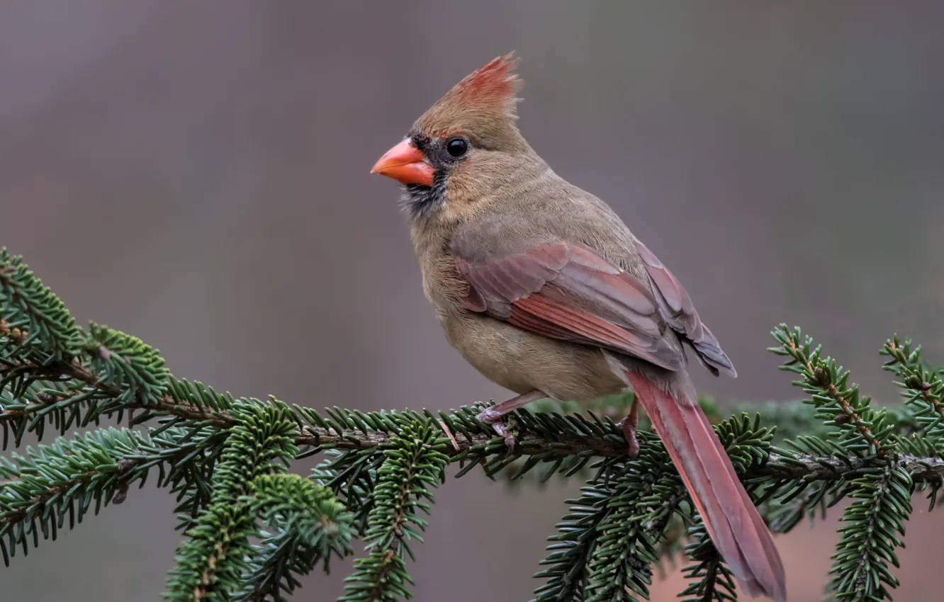 Photo wallpaper birds, branch, red cardinal, virgin cardinal