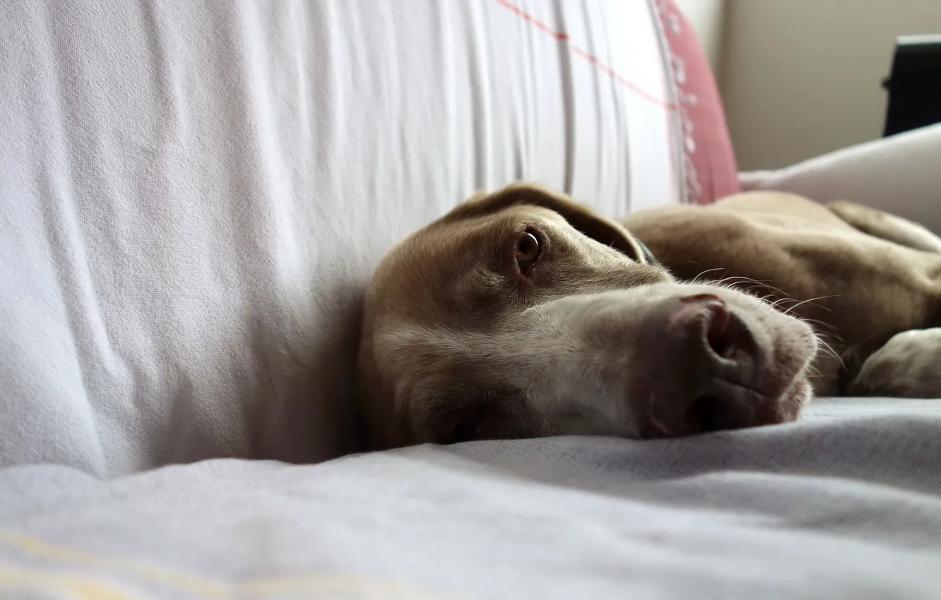 Photo wallpaper look, each, dog