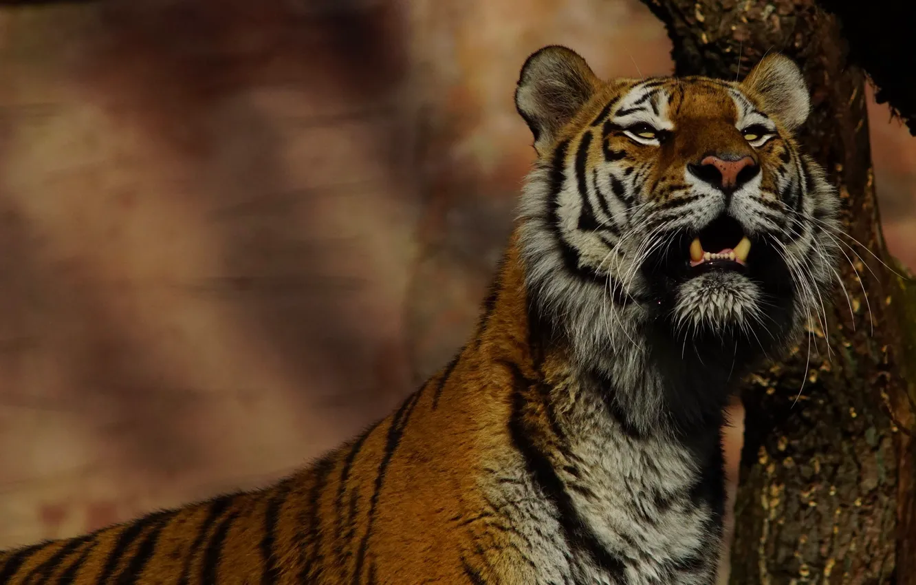 Photo wallpaper look, face, light, trees, tiger, background, wall, portrait