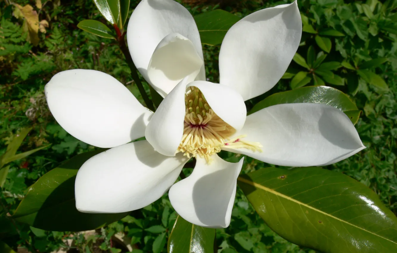 Photo wallpaper greens, background, stamens, Magnolia flower, white petals, luster leaf, flowering white Magnolia