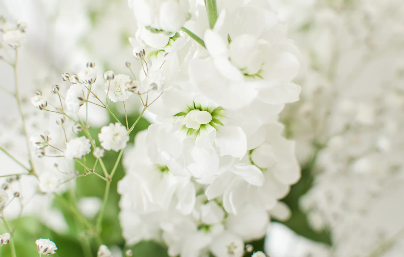 Photo wallpaper flowers, white, light background, bokeh
