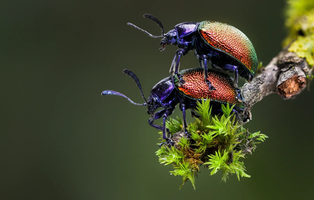Photo wallpaper macro, nature, beetle, insect