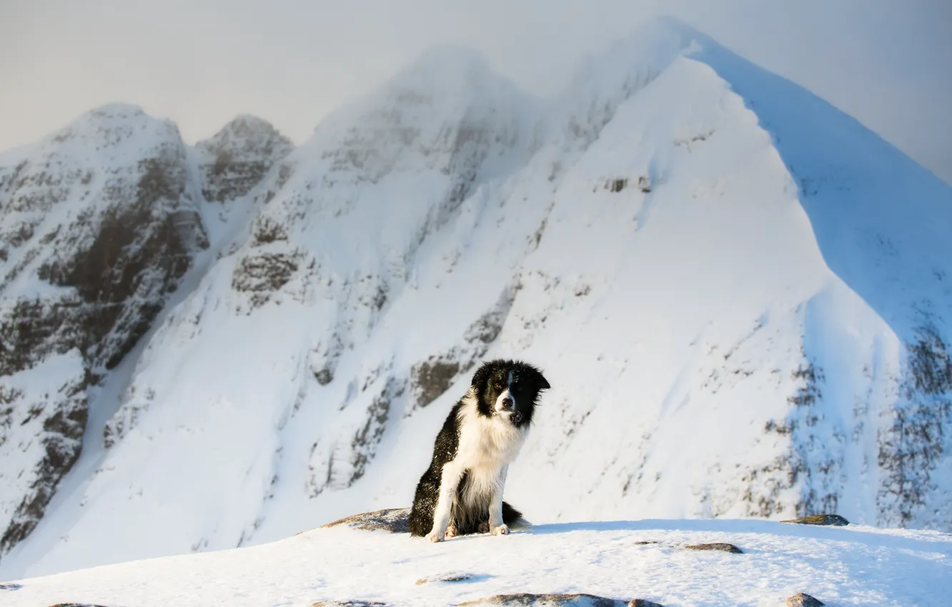 Photo wallpaper cold, winter, snow, mountains, dog, the border collie, snowy peaks