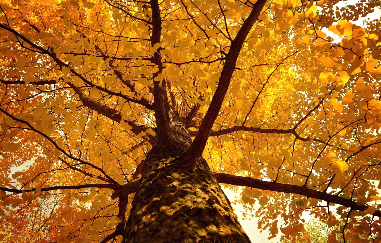 Photo wallpaper Tree, Autumn, Fall, Tree, Autumn