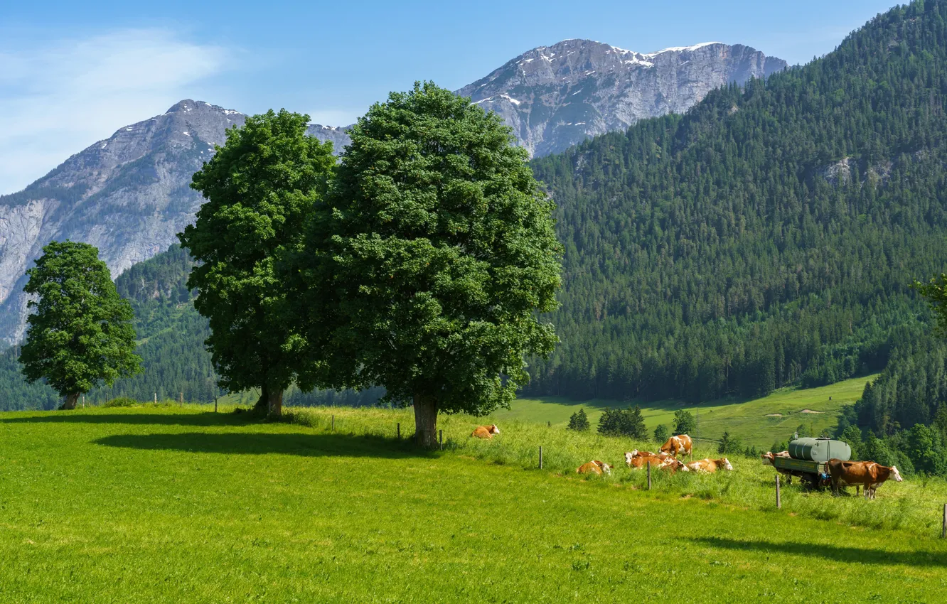 Photo wallpaper greens, field, forest, the sky, grass, the sun, trees, mountains