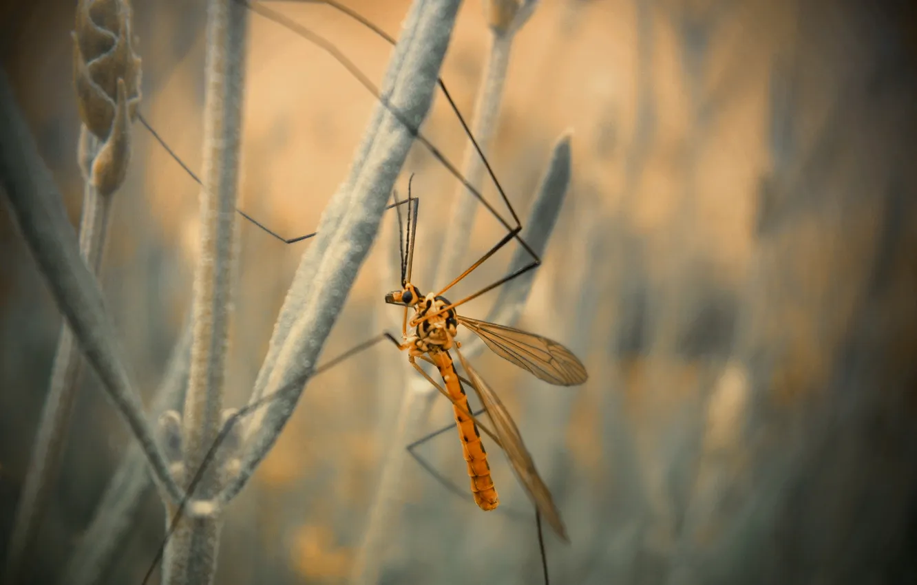 Photo wallpaper stem, insect, bokeh