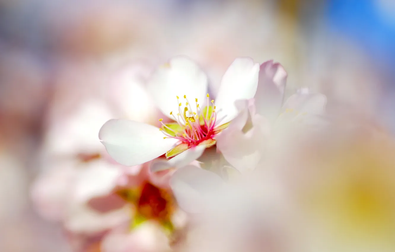 Photo wallpaper tenderness, spring, flowering