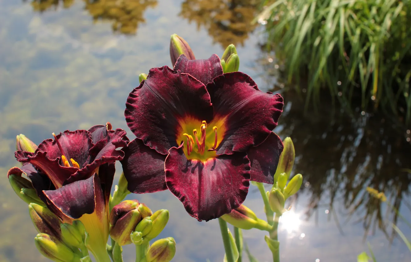 Photo wallpaper grass, water, nature, petals, stem