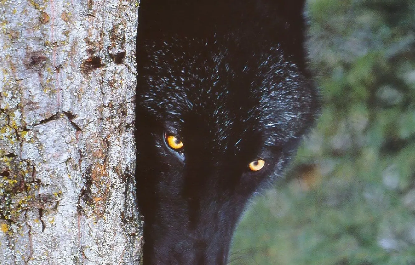 Photo wallpaper Predator, nature, animal, wolf, wildlife, portrait, portrait., Canis lupus. face