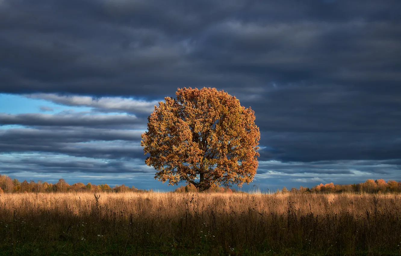 Photo wallpaper field, the sky, grass, trees, clouds, horizon
