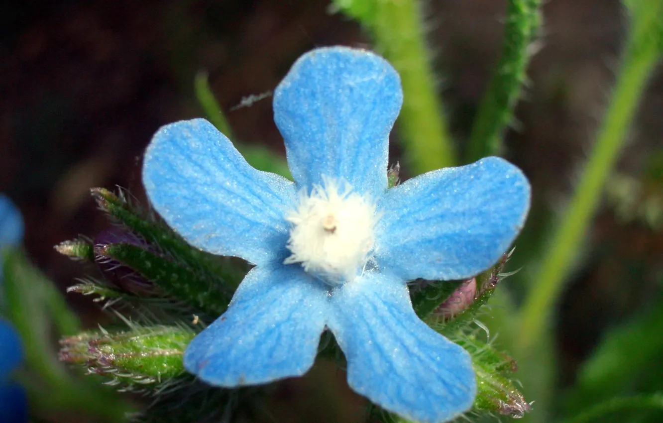 Photo wallpaper Flower, Blue Flower, Macro Flower