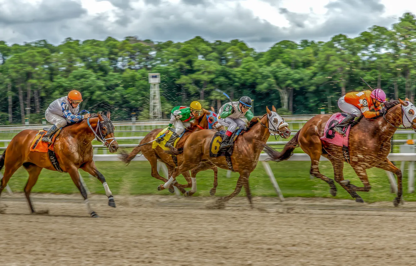 Photo wallpaper horses, horse, hdr, riders, jump, Racecourse