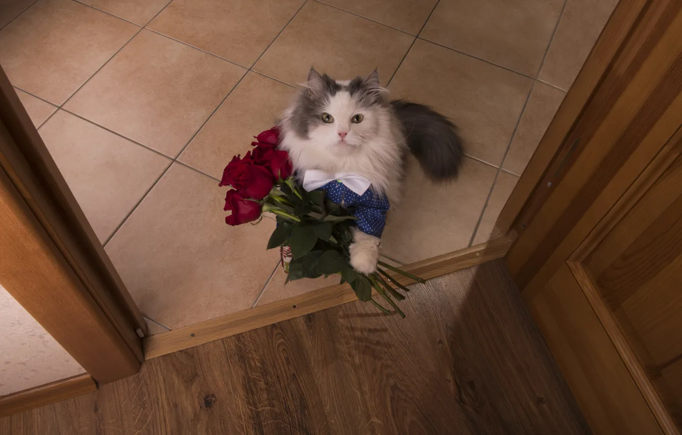 Photo wallpaper cat, cat, look, flowers, roses, the situation, bouquet, the view from the top