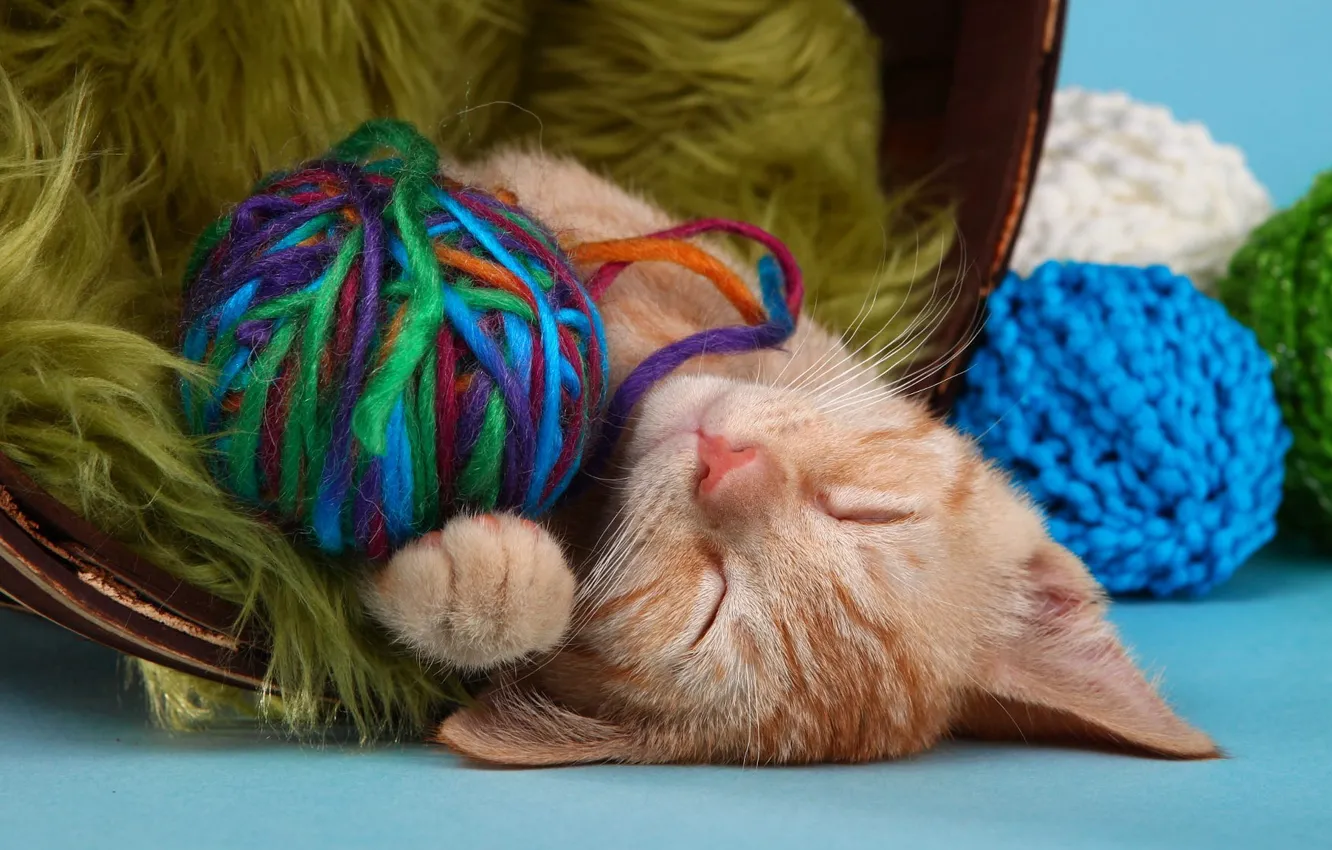 Photo wallpaper cat, cat, tangle, kitty, sleep, wool, red, sleeping