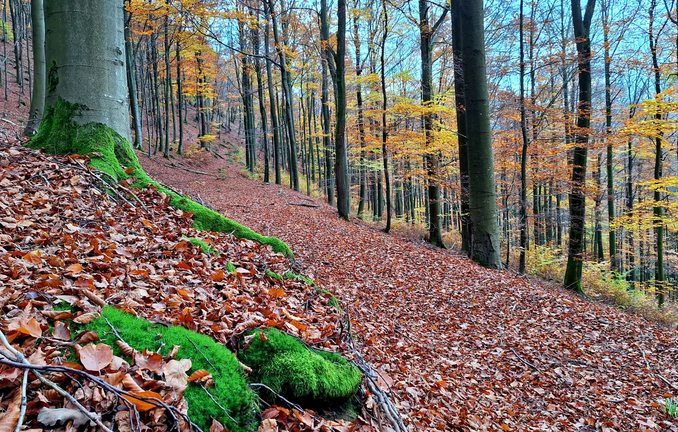 Photo wallpaper autumn, forest, foliage