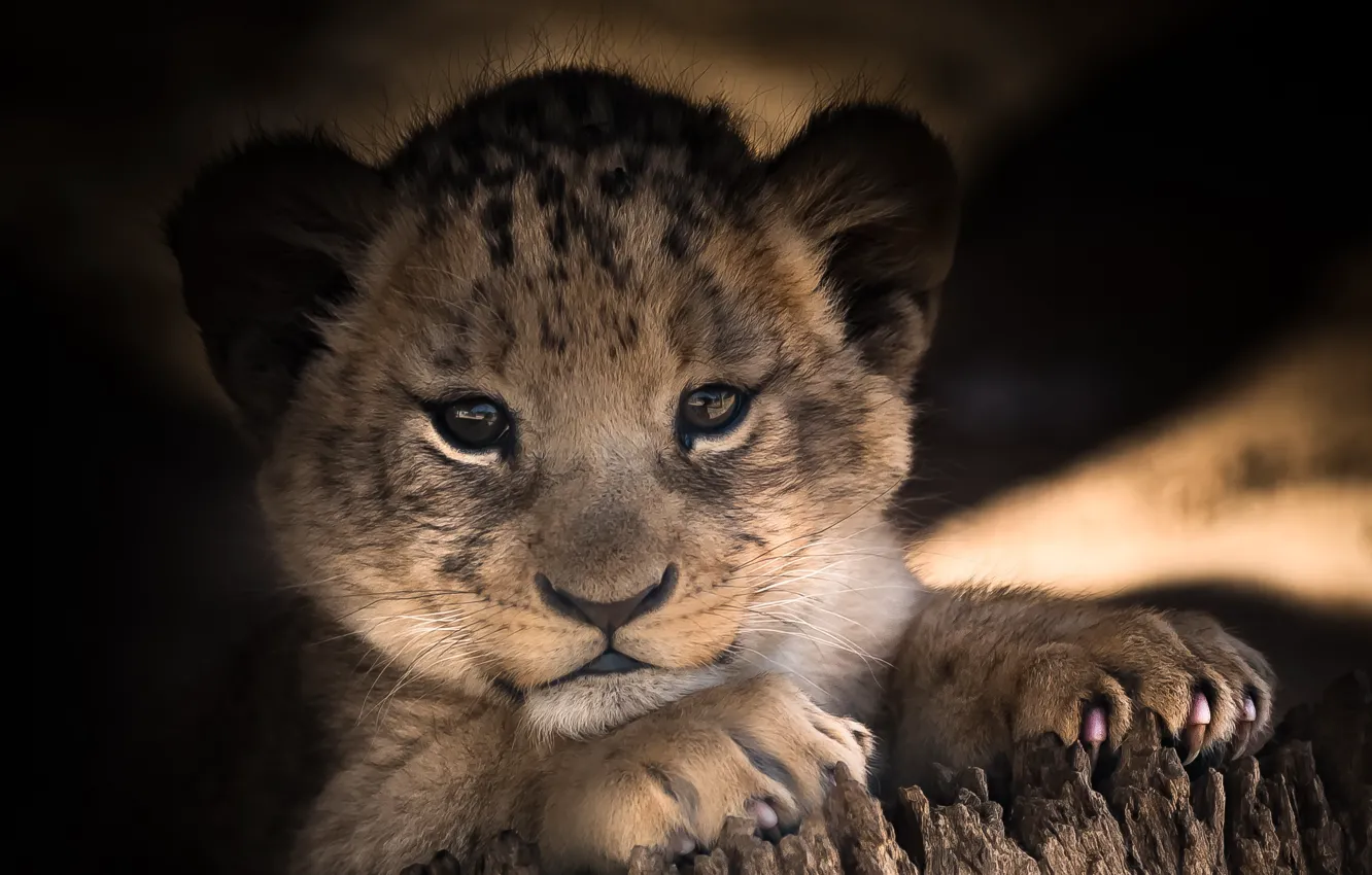 Photo wallpaper eyes, look, baby, cute, lion