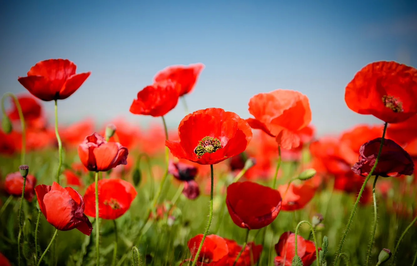 Photo wallpaper field, the sky, Maki