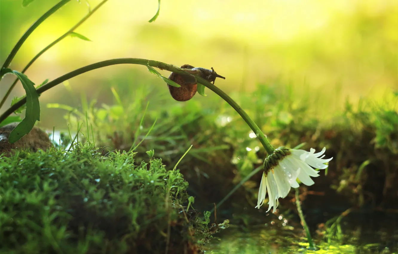 Photo wallpaper grass, water, macro, light, flowers, moss, chamomile, snail