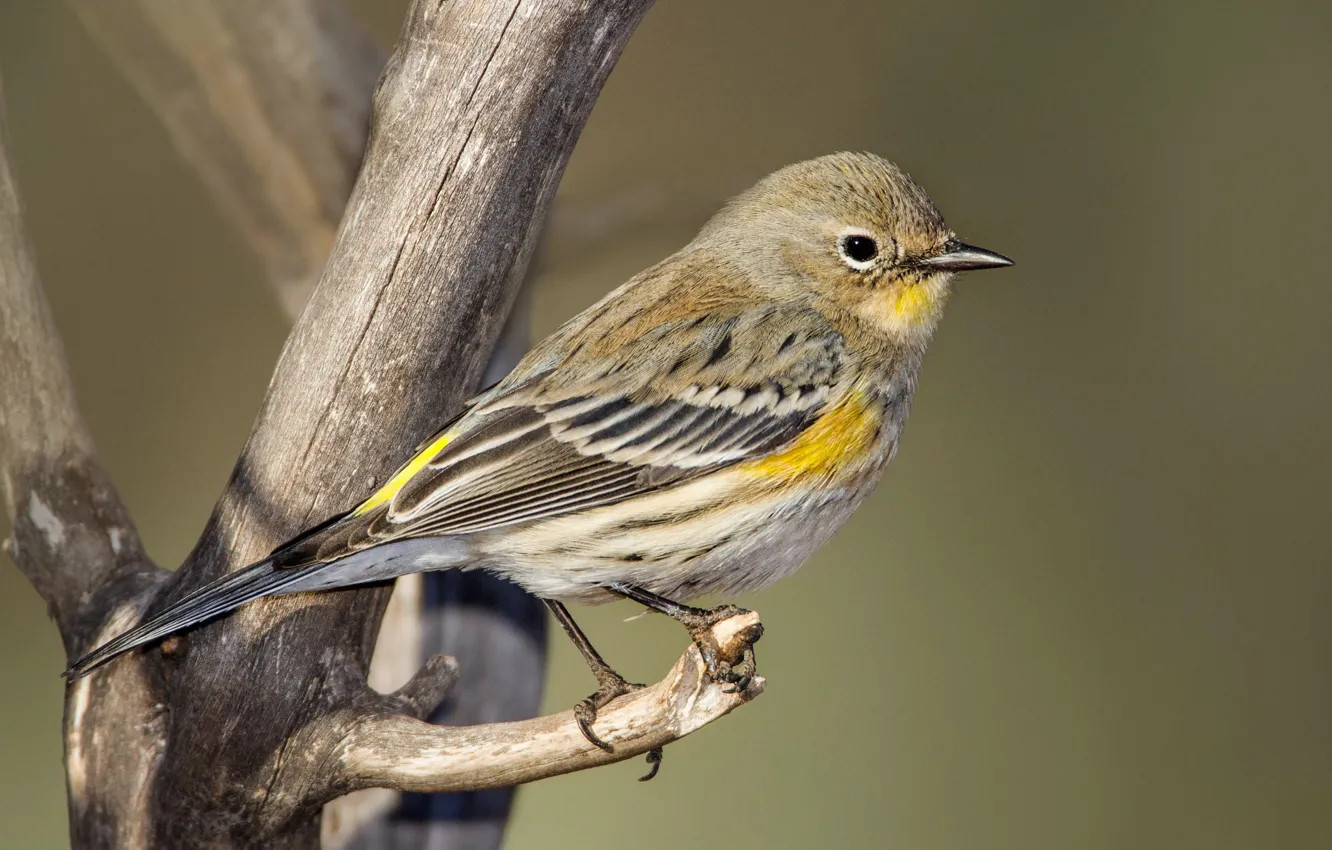 Photo wallpaper bird, branch, beak, Myrtle forest songster