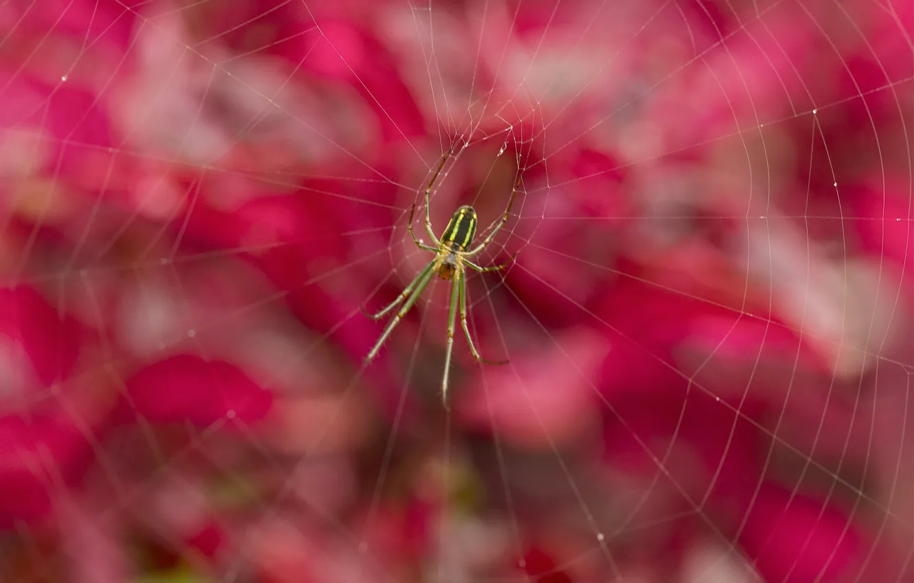 Photo wallpaper nature, web, spider, insect
