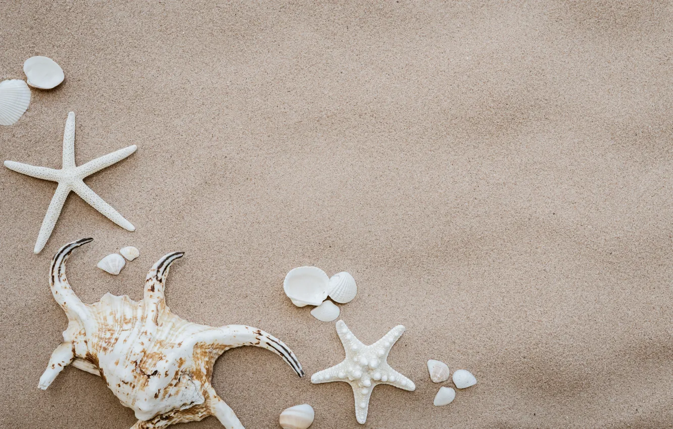 Photo wallpaper sand, beach, summer, shell, summer, beach, sea, sand