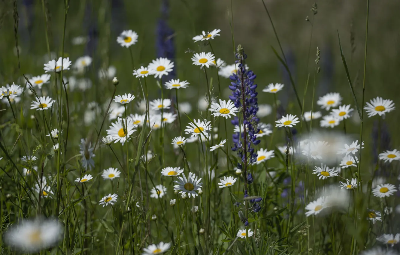 Photo wallpaper field, summer, flowers, chamomile