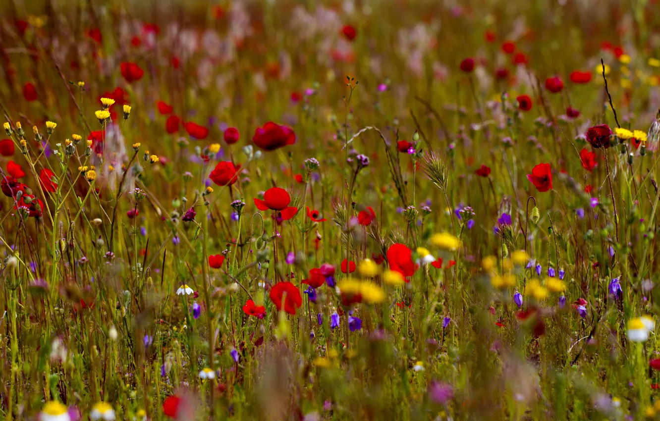 Photo wallpaper field, summer, flowers, nature