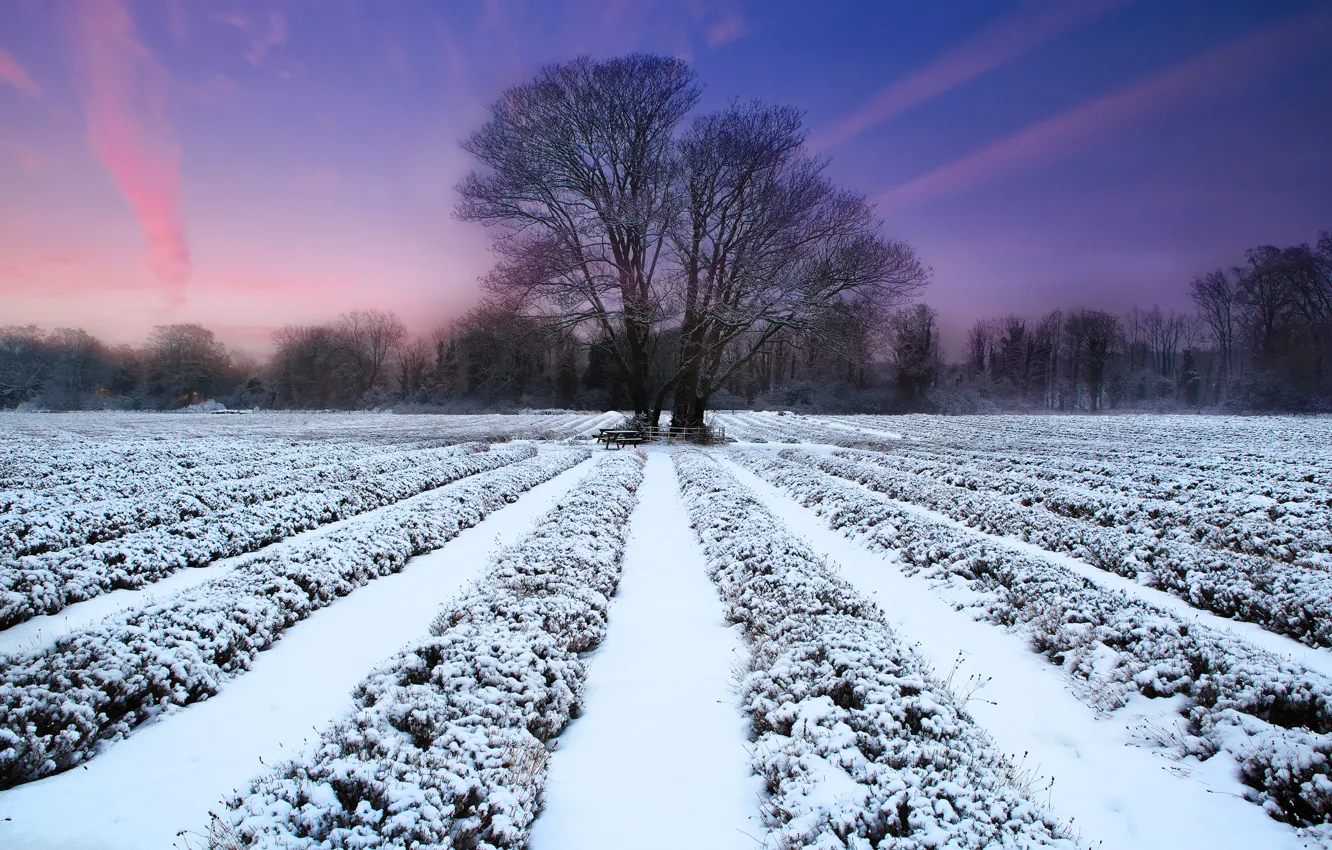 Photo wallpaper winter, field, sunset, nature, tree, lavender