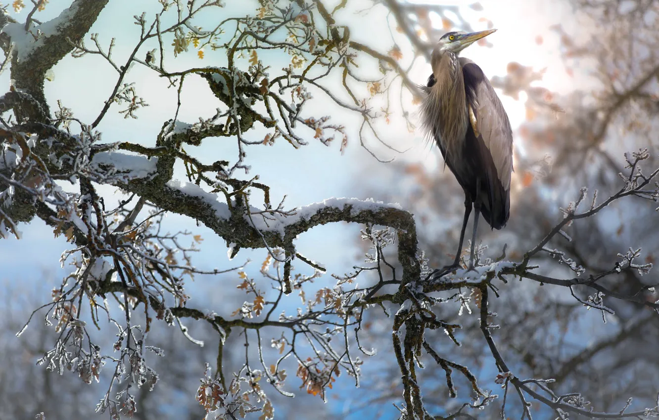 Photo wallpaper winter, trees, branches, bird, Heron