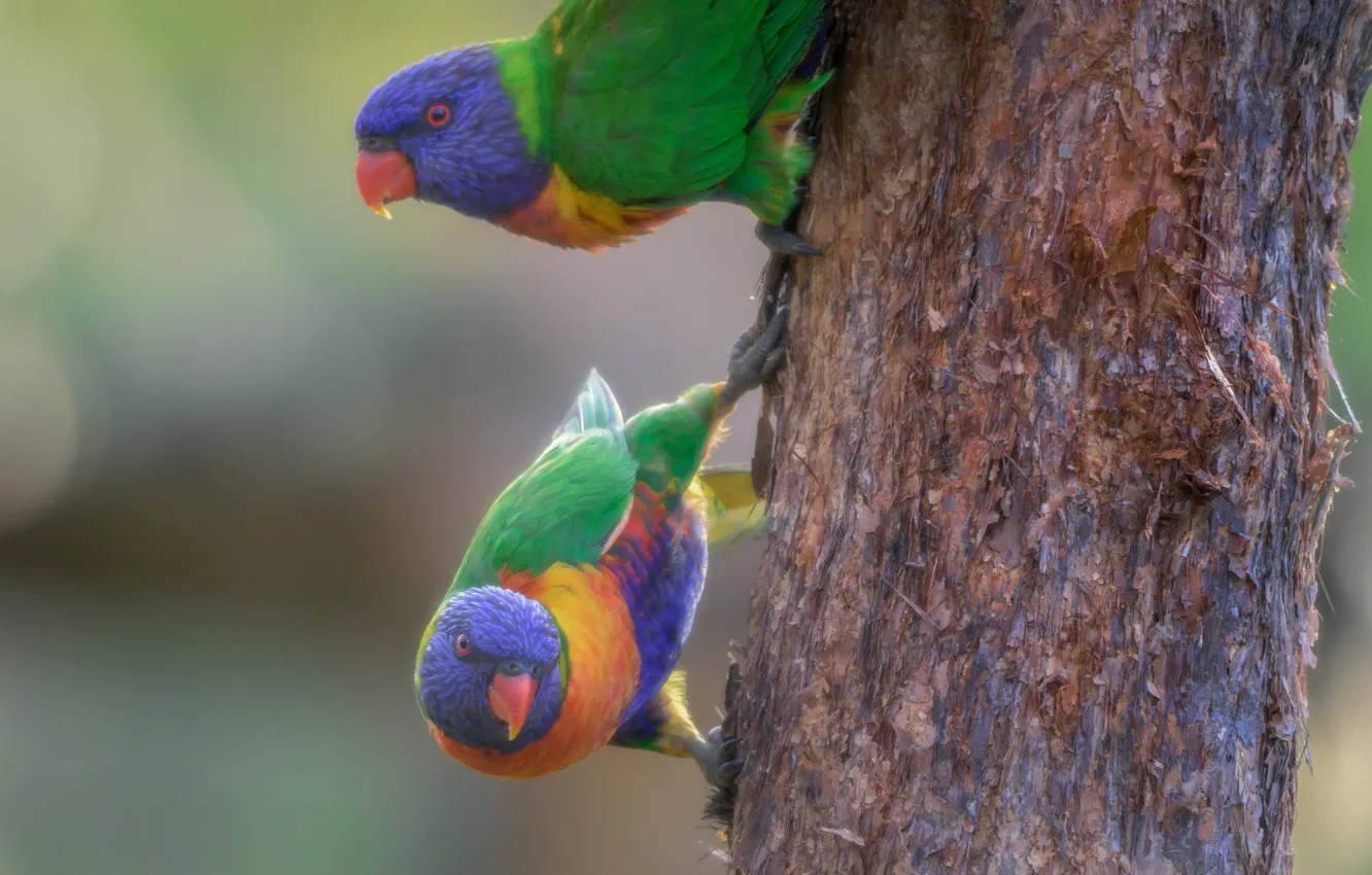 Photo wallpaper birds, background, trunk, parrots, a couple, Rainbow lorikeet