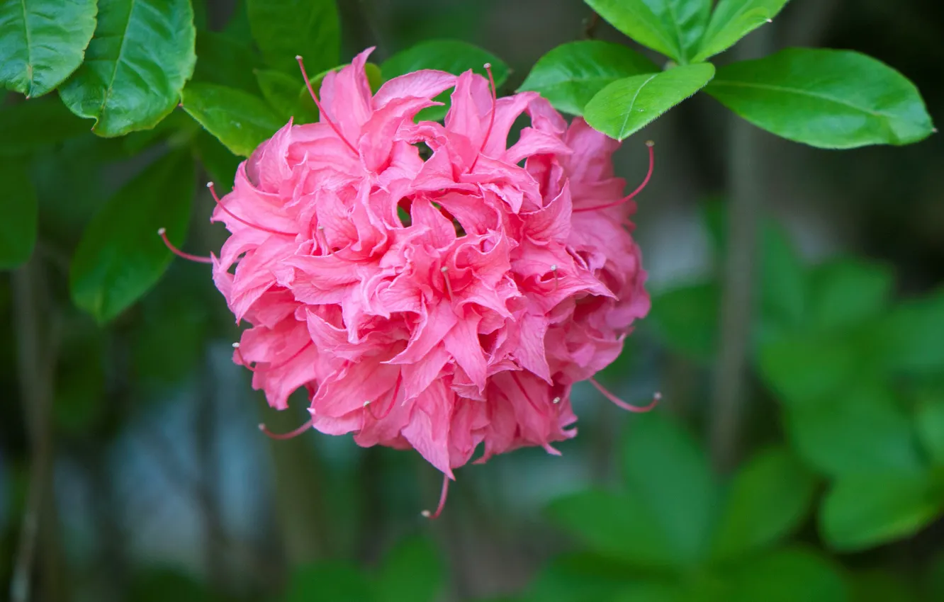 Photo wallpaper pink, Azalea, rhododendrons