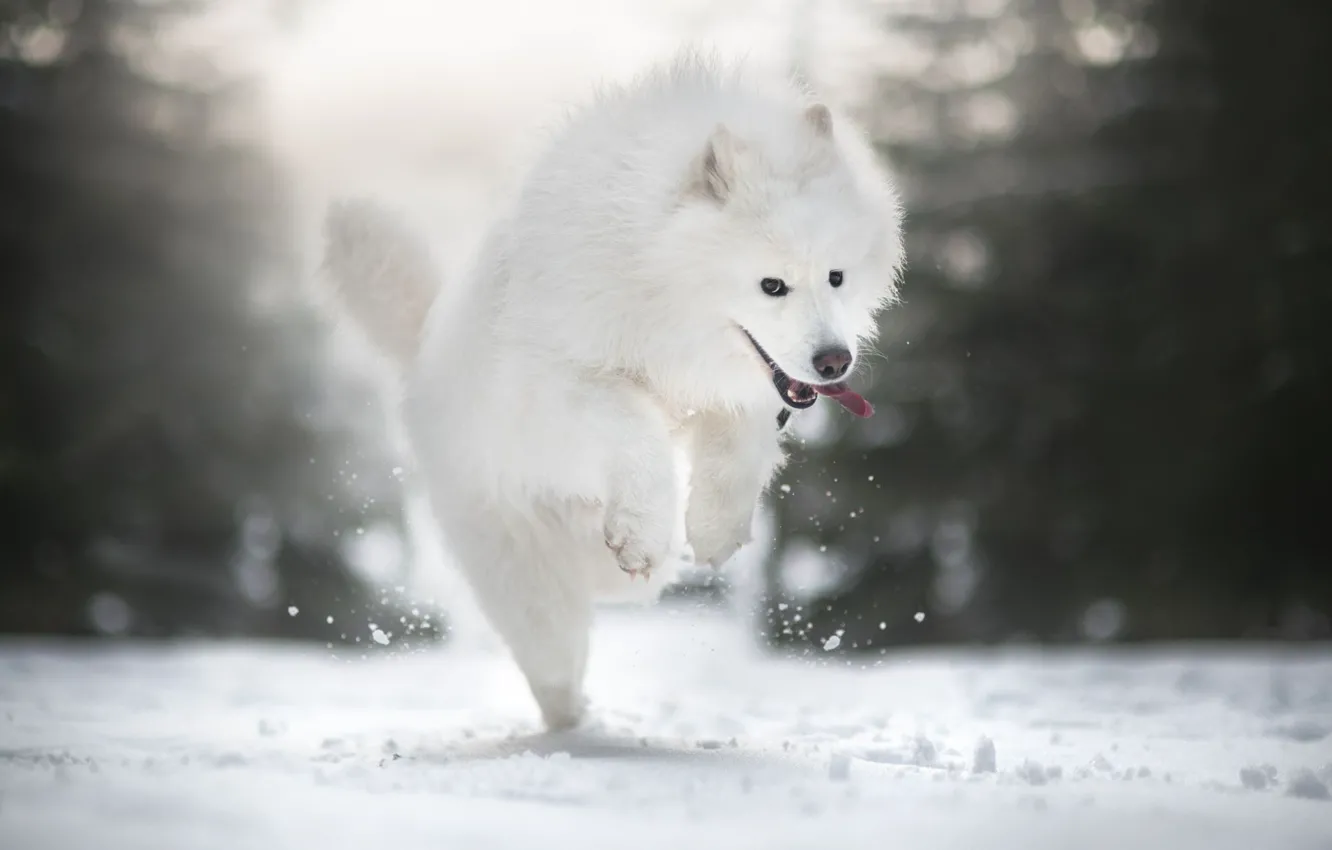Photo wallpaper winter, snow, mood, dog, walk, Samoyed