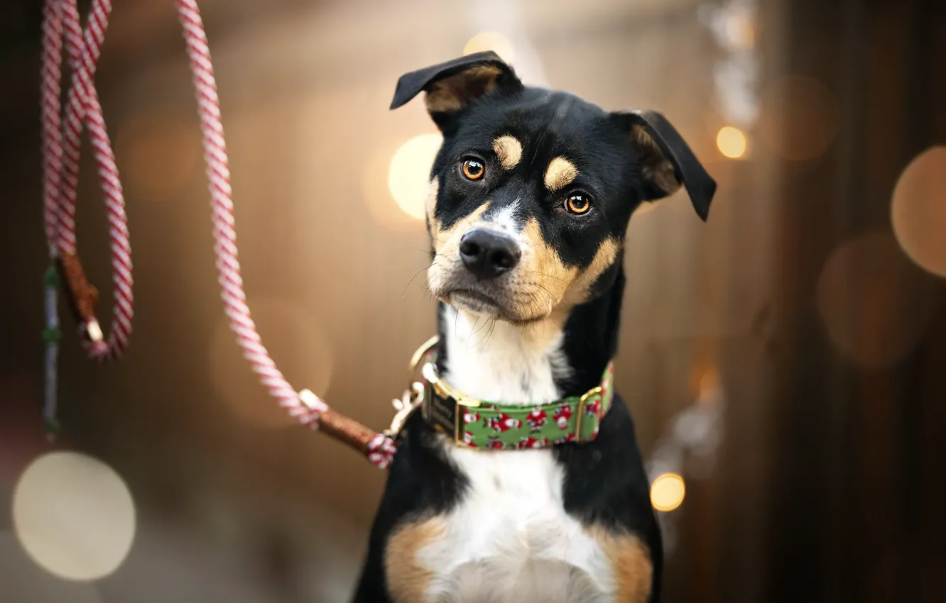 Photo wallpaper look, each, dog